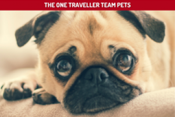 Choosing the right care for your pet