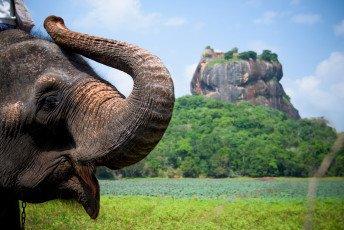 ELEPHANT WELFARE IN ASIA